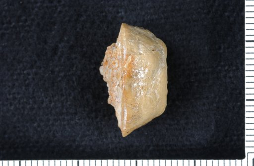 Eriosocrinus georgeae Strimple & Watkins