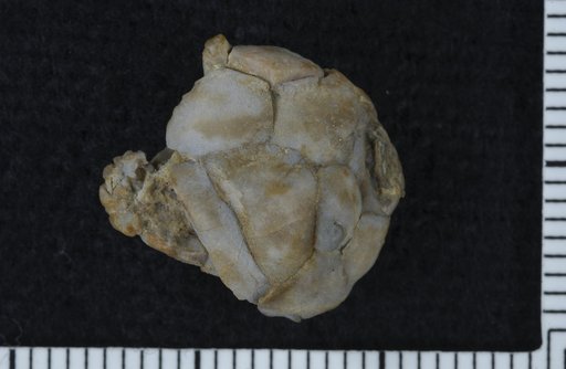 Ubaghsocrinus planatikosus Strimple