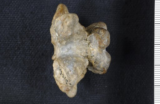 Pterotocrinus coronarius Lyon