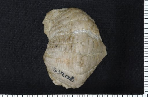 Ichthyocrinus devonicus Springer
