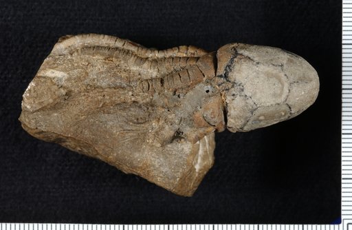 Agassizocrinus laevis Roemer