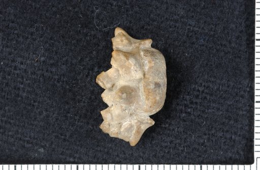 Delocrinus tumidus Strimple