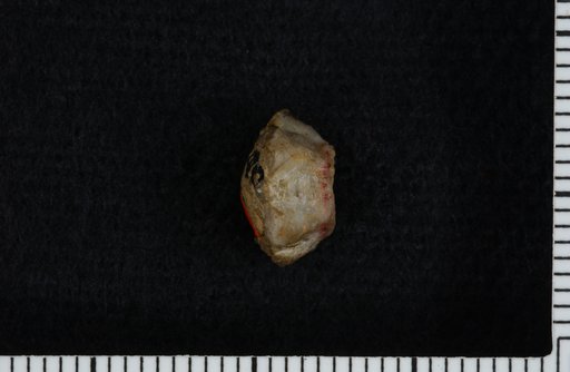Allocrinus typus Wachsmuth & Springer