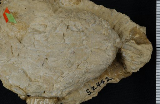 Gissocrinus magnibrachiatus Springer