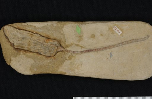 Cyathocrinus decatur Springer