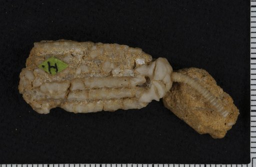 Acylocrinus depressus Kirk