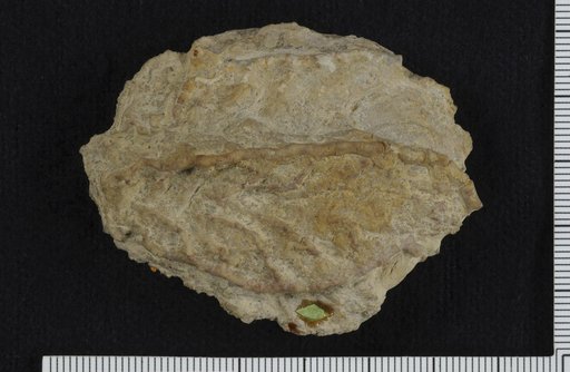 Botryocrinus tenuidactylus Springer