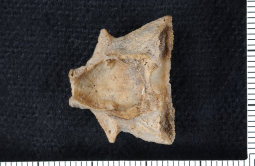 Halysiocrinus carinatus Springer