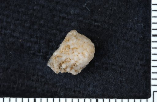 Mariacrinus aureatus Miller