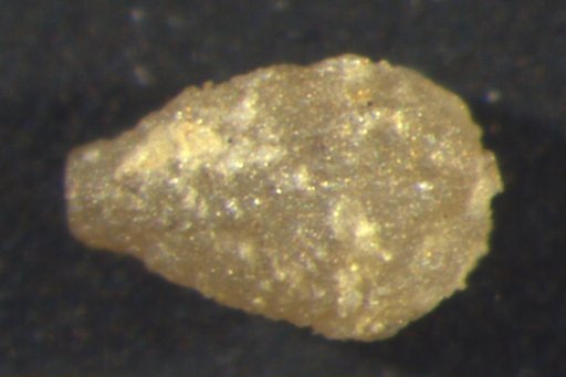 Kallimorphocrinus tintinabulum Strimple & Koenig