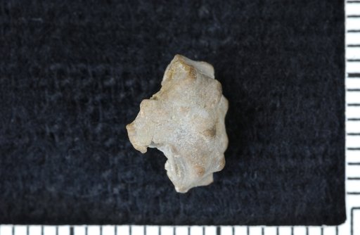 Lasanocrinus altamontensis Strimple