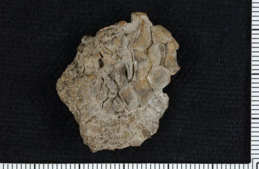 Ampelocrinus erectus Strimple