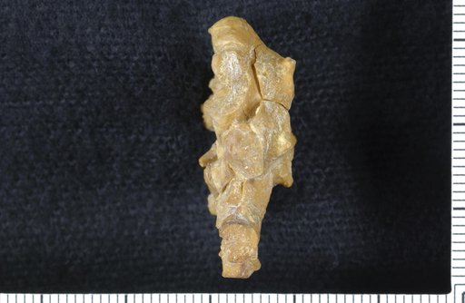 Stellarocrinus bulbus Strimple & Watkins