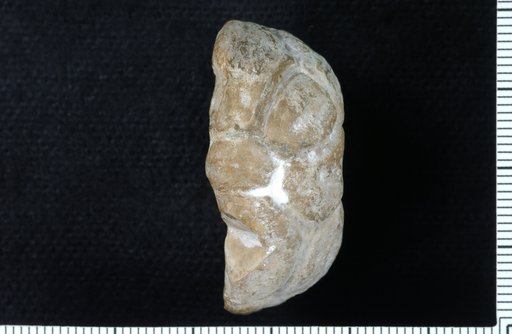Ethelocrinus peridous Strimple