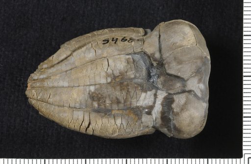 Bronaughocrinus lineatopunctata Strimple