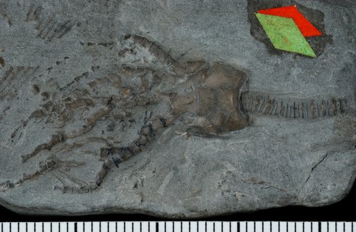 Scaphiocrinus lyoni Miller