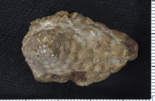 Melocrinus oblongus Wachsmuth & Springer