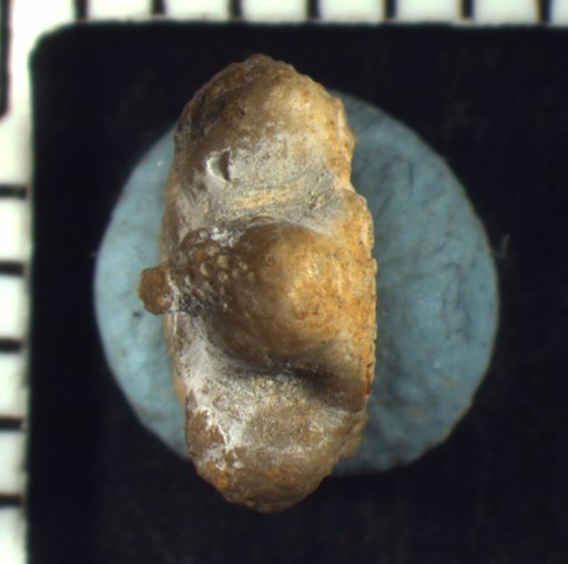 Allagecrinus kylensis Strimple