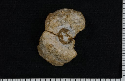Cibolocrinus detrusus Strimple
