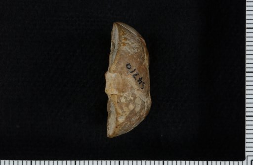 Aesiocrinus luxuris Strimple