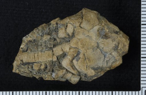 Ulrichicrinus chesterensis Strimple