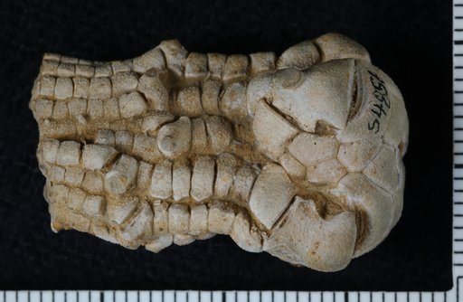Perimestocrinus moseleyi Strimple