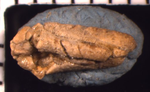 Scytalocrinus larvalis Strimple