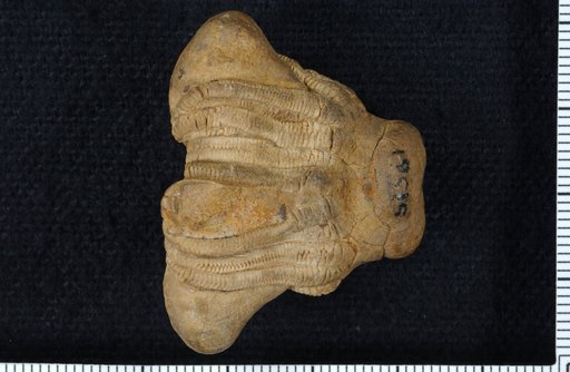 Pterotocrinus capitalis Lyon & Casseday