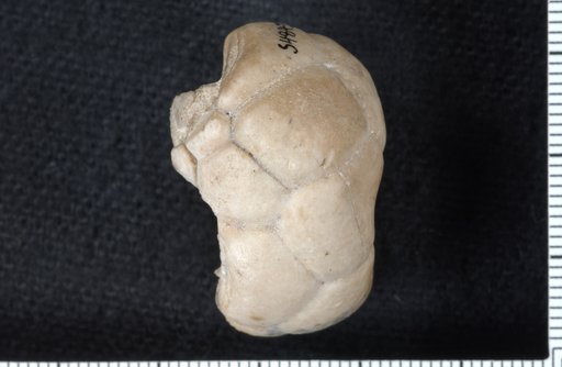 Mooreocrinus meadowensis Strimple