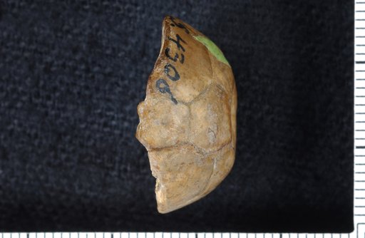 Moundocrinus osagensis Strimple