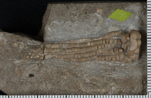 Cymbiocrinus tumidus Kirk