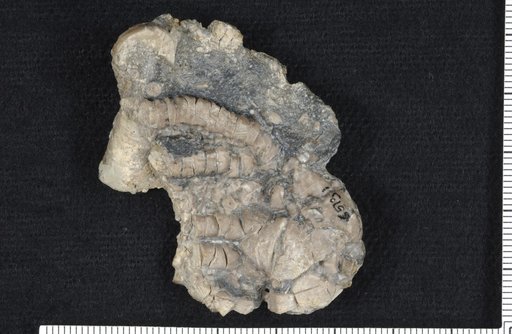 Cymbiocrinus contentus Strimple & Watkins