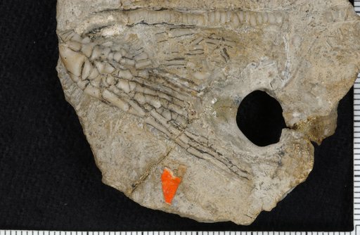 Cremacrinus ulrichi Springer
