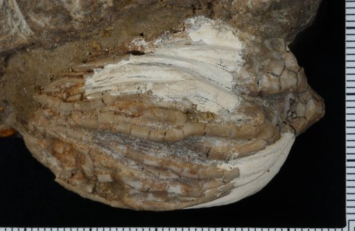 Gissocrinus lyoni Springer