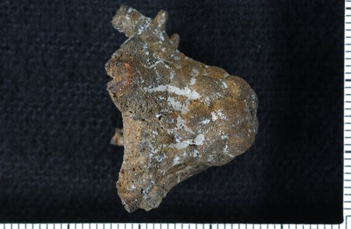 Thysanocrinus eugenius Ohern