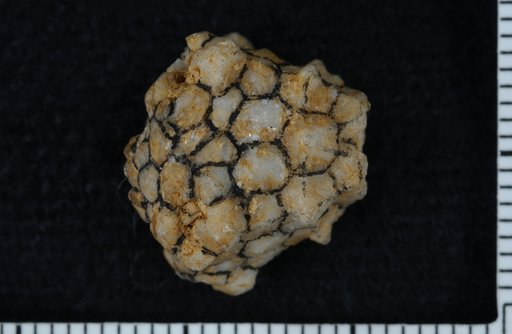 Steganocrinus griffithi Miller & Gurley