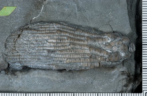 Pachylocrinus aequalis (Hall)
