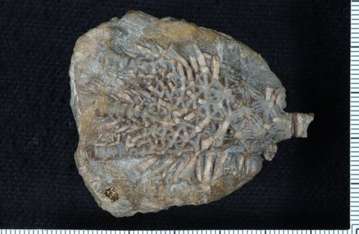 Scyphocrinus spinifer Springer