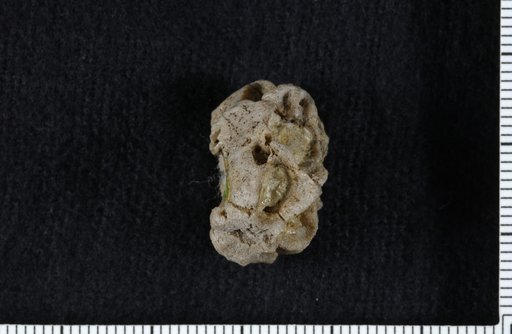 Barycrinus asperrimus Springer, 1911