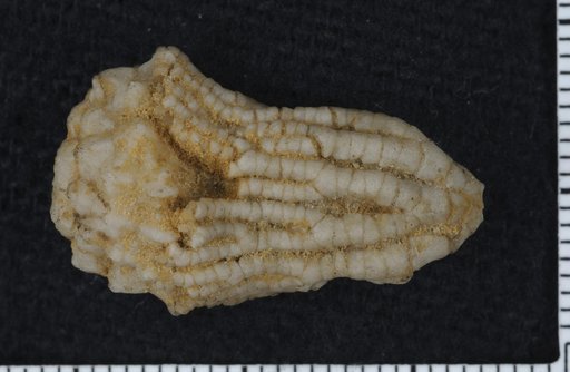 Coeliocrinus dilatatus Hall