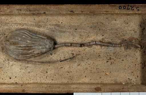 Zeacrinus coxanus Worthen