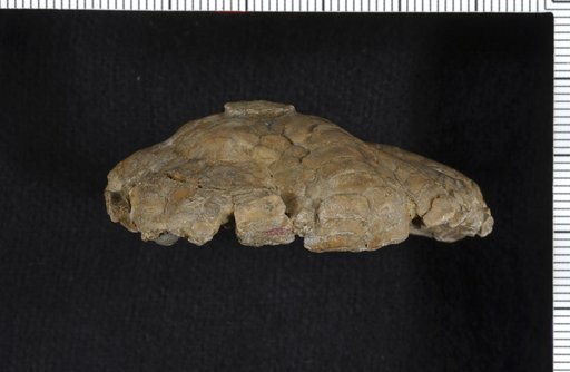 Amphicrinus oklahomaensis Strimple