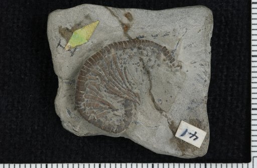Camptocrinus myelodactylus Wachsmuth & Springer