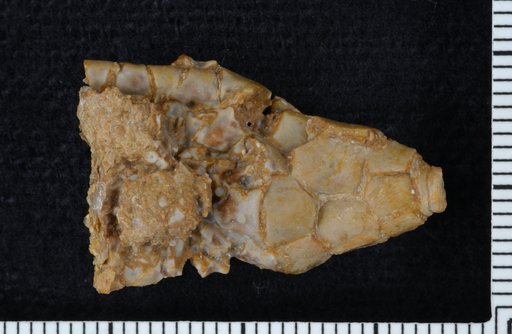 Hydriocrinus lorraineae Strimple & Watkins