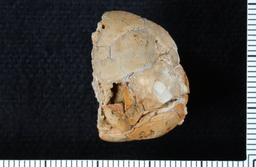 Ulocrinus zeschi Strimple & Watkins