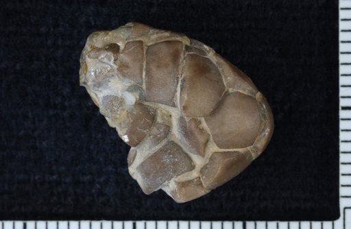 Paragassizocrinus altus Strimple & Watkins