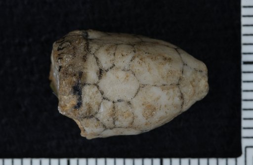 Patelliocrinus laevis Springer