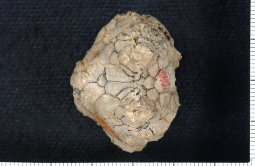 Dolatocrinus marshi Lyon