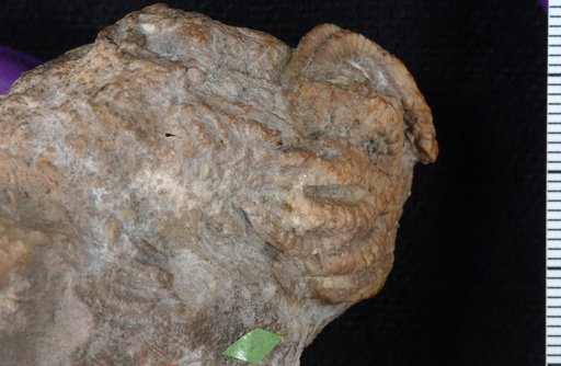 Eutaxocrinus juglandiformis Schultze