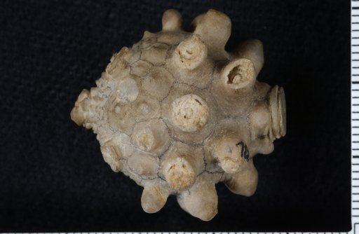 Melocrinus subglobosus Weller
